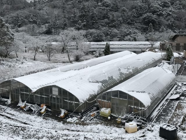 和歌山では珍しい雪