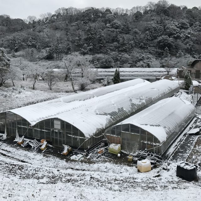 和歌山では珍しい雪
